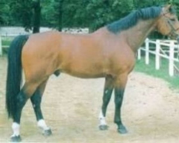 stallion Grand Rivage (Selle Français, 1994, from Rivage Du Poncel)