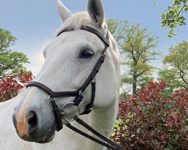 Springpferd Borka (Polnisches Warmblut, 2007, von Corrado Son)