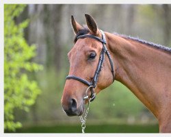 Springpferd Une Star du Ruisseau Z (Zangersheide Reitpferd, 2017, von Untouchable)