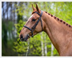 Springpferd Ivoire de la Chaule (Selle Français, 2018, von Ogrion des Champs)