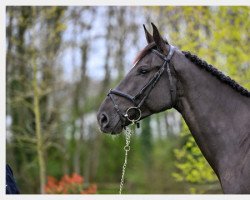 Springpferd Krezus du Bois du But (Belgium Sporthorse, 2016, von I'm Special de Muze)