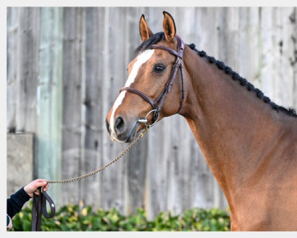 jumper Delicious Equus Z (Zangersheide riding horse, 2016, from Dieu-Merci van T&L)