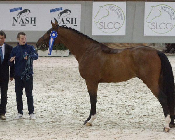 stallion Darius Péguignon (Selle Français, 2013, from Canturo)