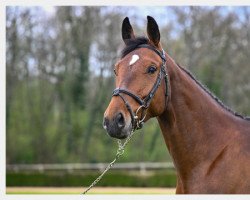 Springpferd Sun Touch SDN (Belgisches Warmblut, 2018, von Untouchable)