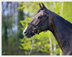 Springpferd Casallita PS (Oldenburger, 2016, von Casallco)