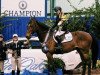 stallion Beaulieu's Think Big (Luxembourg horse, 2002, from Toulon)