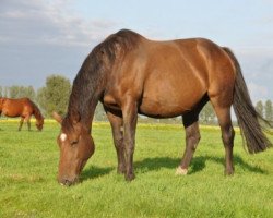 Zuchtstute Chantelle van T&L (Belgisches Warmblut, 2002, von Richebourg)