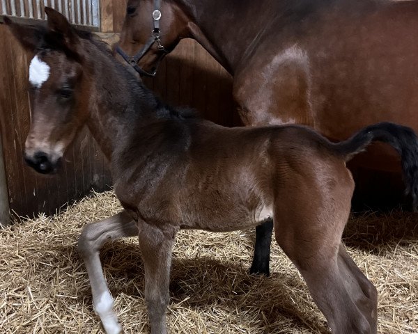 dressage horse Hengst von Vitalis / Fürst Piccolo (Westphalian, 2023, from Vitalis)