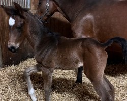 horse Hengst von Vitalis / Fürst Piccolo (Westfale, 2023, from Vitalis)