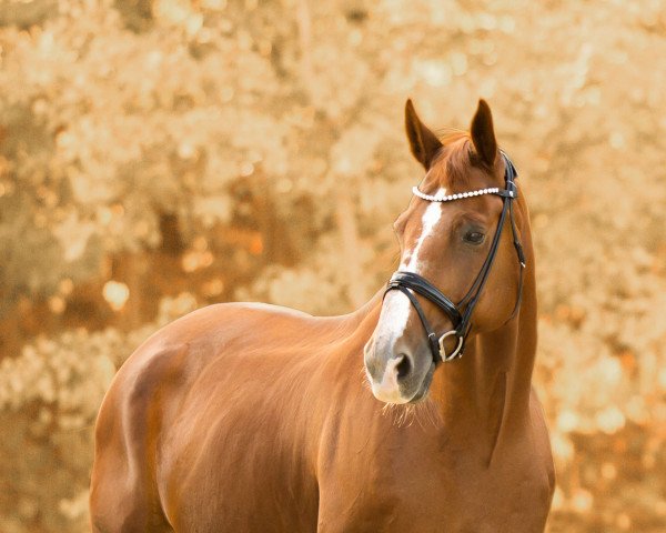 dressage horse Löwenherz 103 (Hanoverian, 2009, from Locksley II)