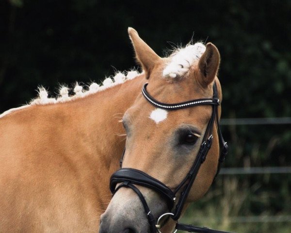 Pferd Honeybee 15 (Haflinger, 2010, von Starapfel)