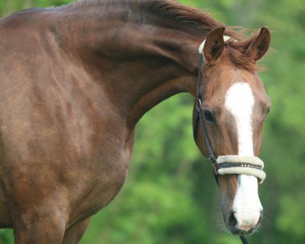 Zuchtstute Whitney (Österreichisches Warmblut, 2014, von Ramiro's Bube)