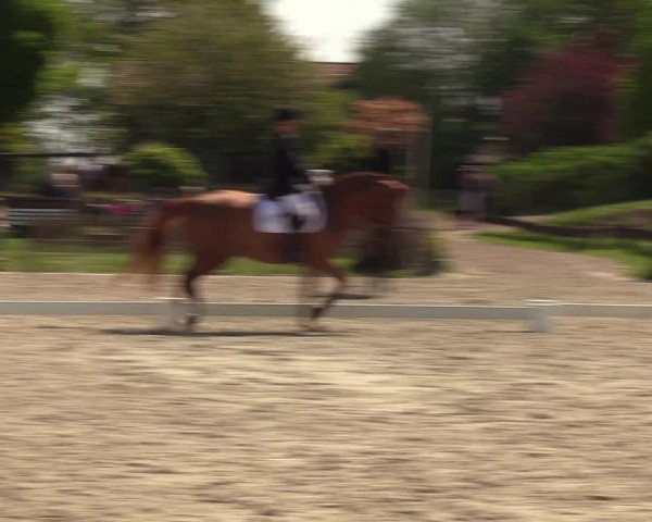 Reitturnier Schülp / Rendsburg 2023