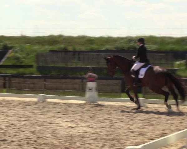 Reitturnier Schülp / Rendsburg 2023