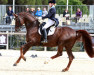 Deckhengst Duendecillo P 139 FIN (Finnisches Warmblut, 2004, von Don Romantic)