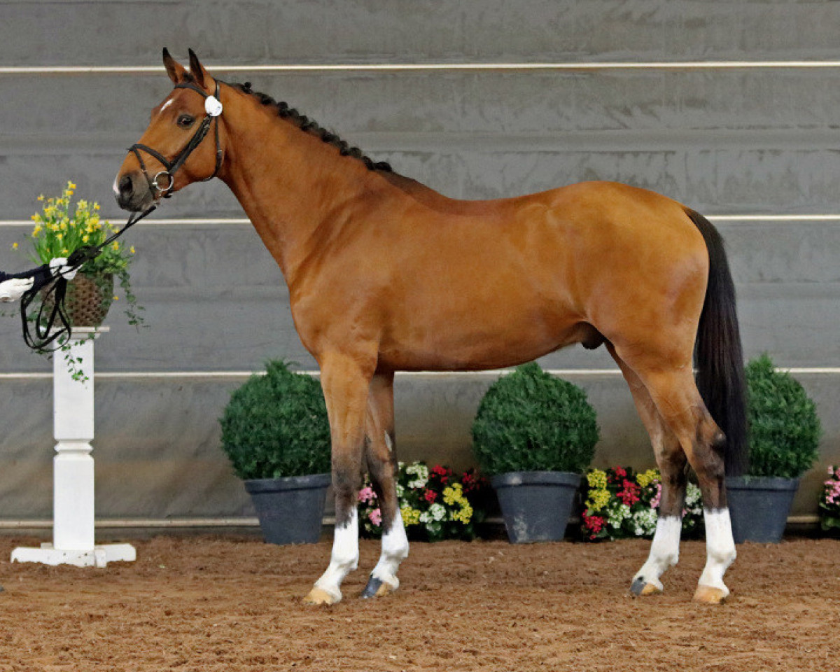 stallion Londen 223 FIN (KWPN (Royal Dutch Sporthorse), 2016, from Comme il Faut)
