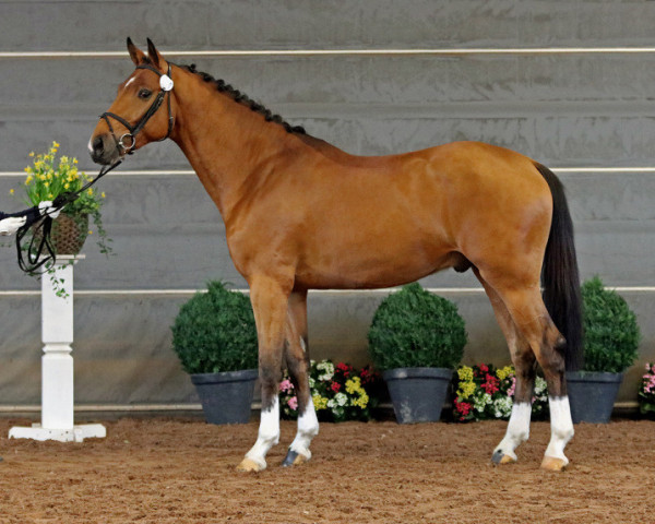 stallion Londen 223 FIN (KWPN (Royal Dutch Sporthorse), 2016, from Comme il Faut)