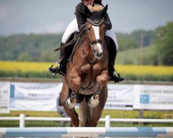 jumper Felicita II CH (Swiss Warmblood, 2016, from Vigo d'Arsouilles)