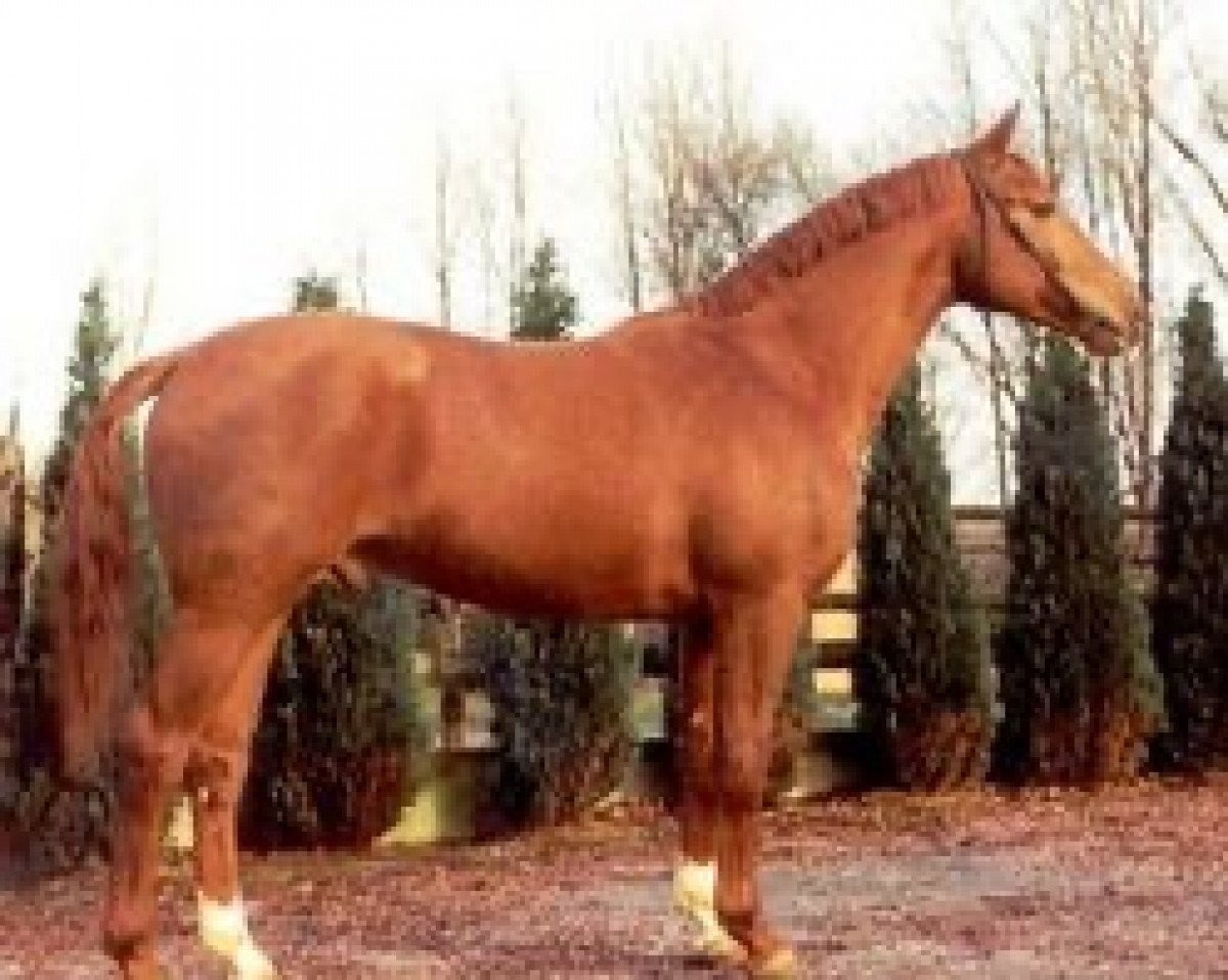 Deckhengst Ferdigano (Hannoveraner, 1974, von Winnetou)