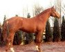 stallion Ferdigano (Hanoverian, 1974, from Winnetou)