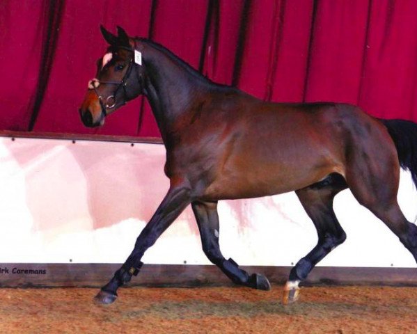 stallion Clipper vd Begijnakker (Belgian Warmblood, 2002, from Lux Z)