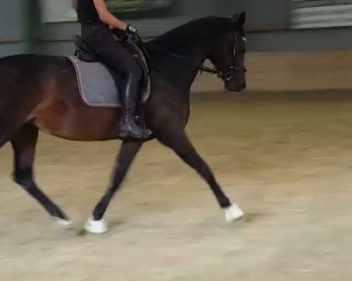 jumper Fürstissima (Hanoverian, 2011, from Fürstenreich)