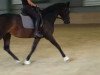 horse Fürstissima (Hanoverian, 2011, from Fürstenreich)