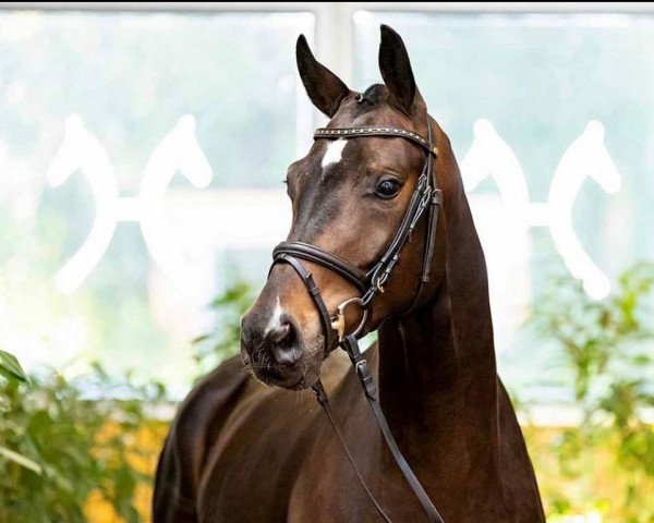 dressage horse Bon Salino (Hanoverian, 2019, from Bon Coeur)