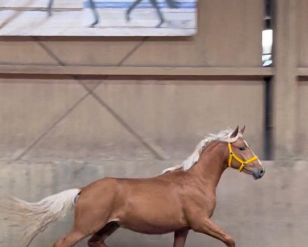 Dressurpferd First Class Calypso (Deutsches Reitpony, 2021, von First Class Corofino)