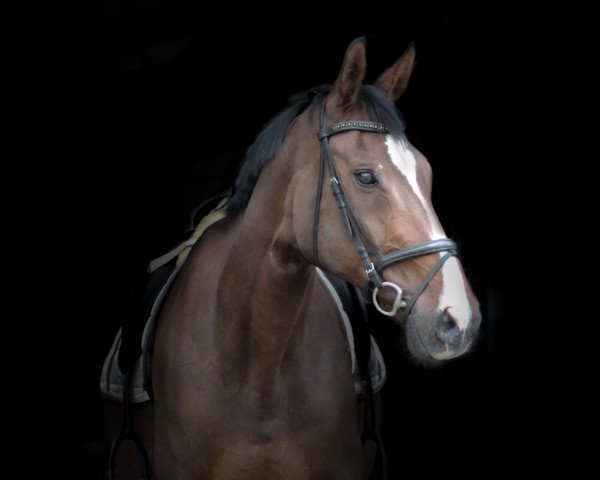 dressage horse Graf Grand Grannus (Hanoverian, 1999, from Graf Grannus)