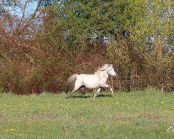 Zuchtstute Vaderhoeve's Lexy (Nederlands Appaloosa Pony, 2011, von Lodewijk van Hurwenen)