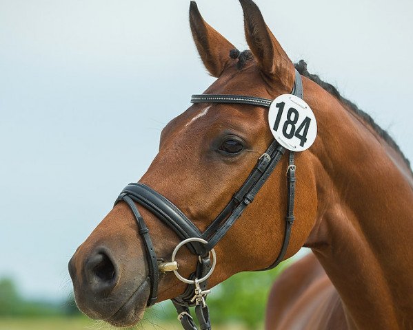 Zuchtstute Schöne Tänzerin (Trakehner, 2013, von Connery)