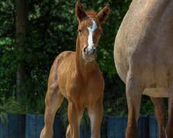 dressage horse Deep Red Moon P (German Riding Pony, 2023, from Dallmayr K)