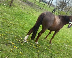 broodmare Darling (Westphalian, 2008, from De Kooning)