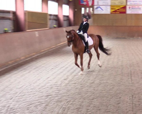 Reitturnier Risum-Lindholm 2023