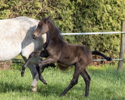 dressage horse Aelaria (Trakehner, 2023, from Onyx)