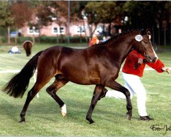 stallion Mellimaras Nugget (German Riding Pony, 2005, from Nuts)