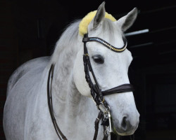 broodmare Promise To Fly (Trakehner, 2015, from Karat)