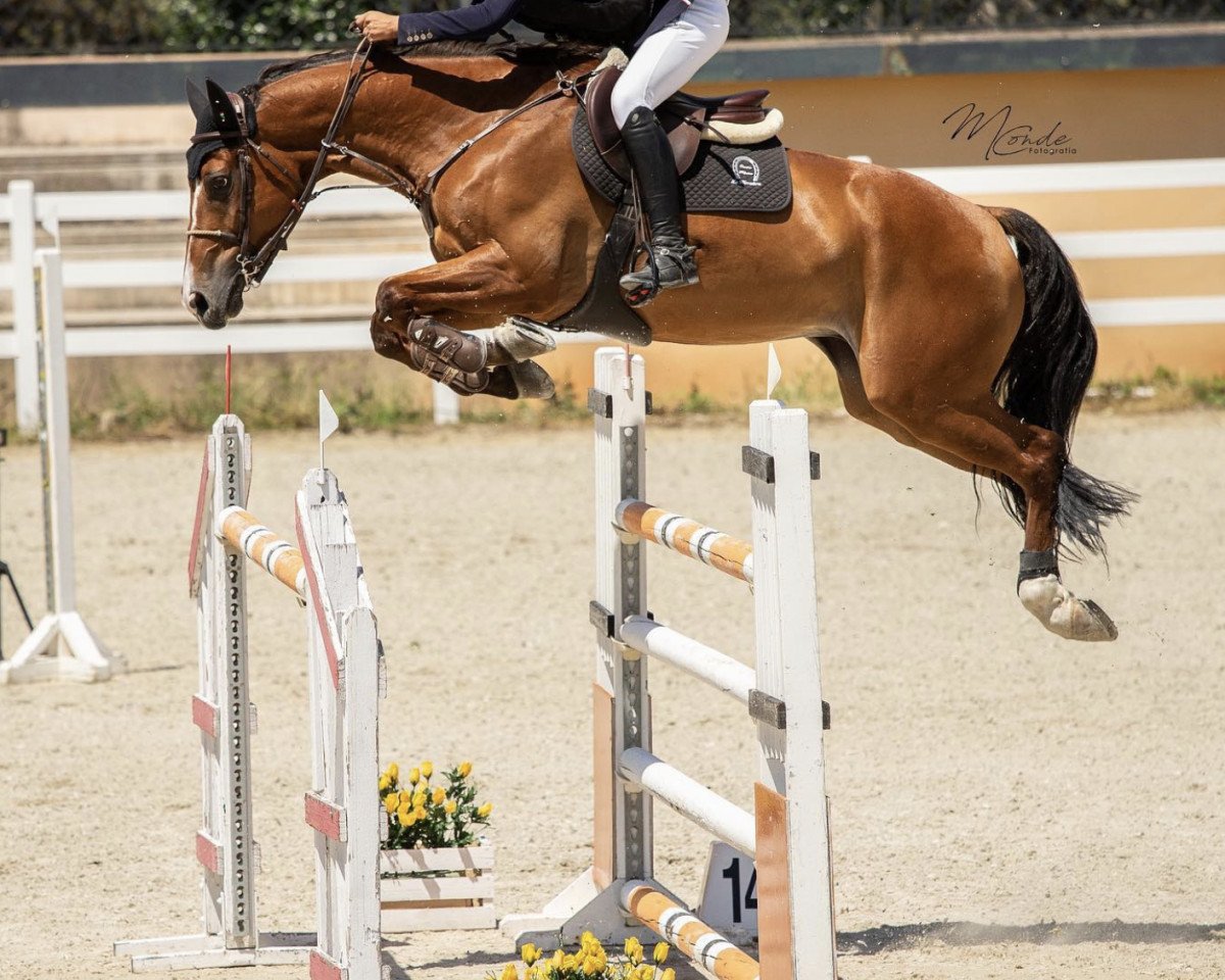 Springpferd I Love You de Duero (Spanisches Sportpferd, 2012, von Huppydam des Horts)