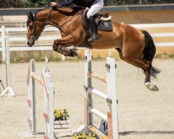 jumper I Love You de Duero (Spanish Sport Horse, 2012, from Huppydam des Horts)