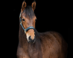 Springpferd Awaking Dream (Trakehner, 2022, von Magistral AA)