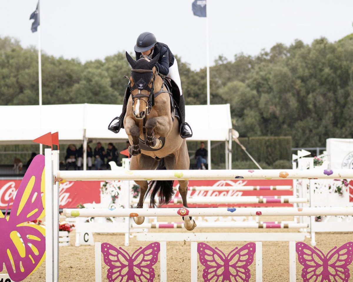 Springpferd Cassio 31 (Oldenburger, 2010, von Carrico)