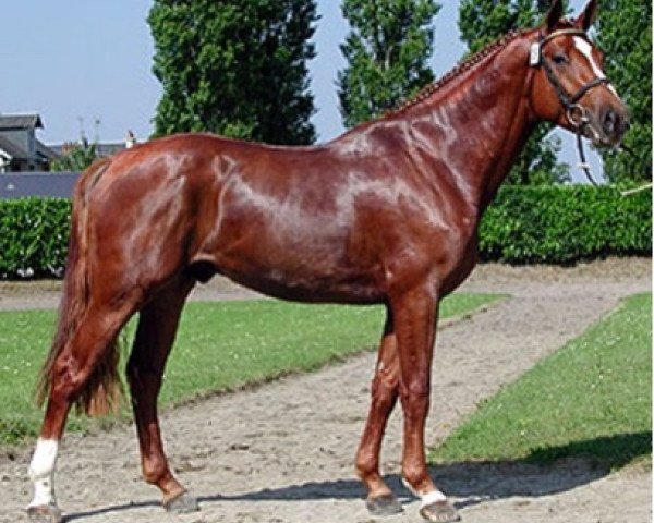 stallion Kalaska de Semilly (Selle Français, 1998, from Diamant de Semilly)