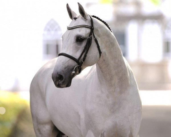 stallion Clarimo Ask (Holsteiner, 2003, from Clearway)