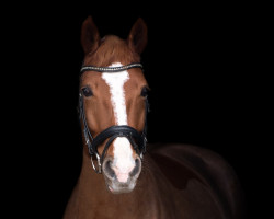 Dressurpferd Cécile RTG (Schwedisches Warmblut, 2015, von Armani Code 9)