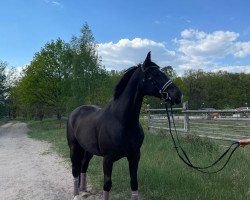 dressage horse Special One 7 (German Sport Horse, 2013, from Sir Lehmann)