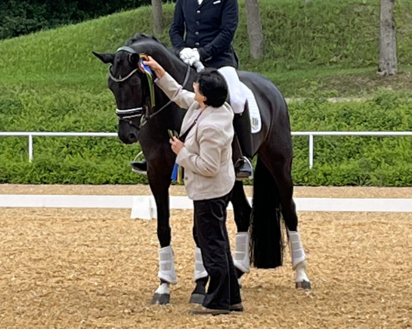 dressage horse Quality Delight (Oldenburg, 2017, from Quantensprung 3)
