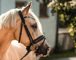 dressage horse Dating Delight 2 (German Riding Pony, 2016, from Dating AT NRW)