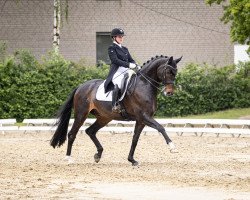 dressage horse Finest Time (Rhinelander, 2013, from Feedback 16)