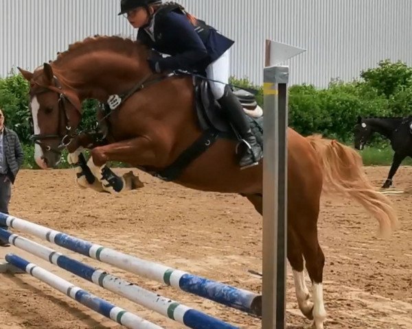 stallion Sir Henry (German Riding Pony, 2019, from Szenario)
